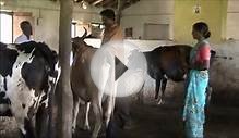 Clean milk production Kannada BAIF Karnataka