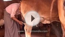Cow feeding milk to calves
