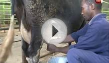 Dairy farmers entertaining cows to produce more milk