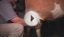 How to Milk a Cow by Hand and Start a Calf Bottle Feeding pt 1