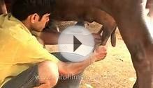 How to milk cows the Indian way