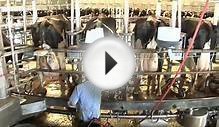 Increasing Milk Production by Keeping Dairy Cows Cool