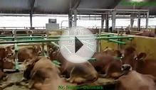 Jersey cows enjoying life in Cow-Welfare Flex Stalls™
