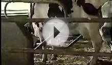 Milking Dairy Cows - Free-Stall Barn Video