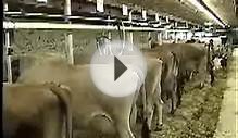 Milking Dairy Cows- Tie-Stall Barn Video