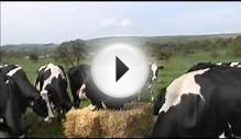 Opera singer serenades cows to boost milk production