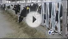 Panhandle dairy industry booming with increased production