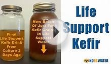 Probiotics Are Easy Using Water Kefir Grains - Life