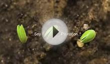 Video: The Soy Process. From plantation, to soymilk.