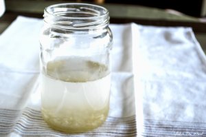 Water Kefir Grains