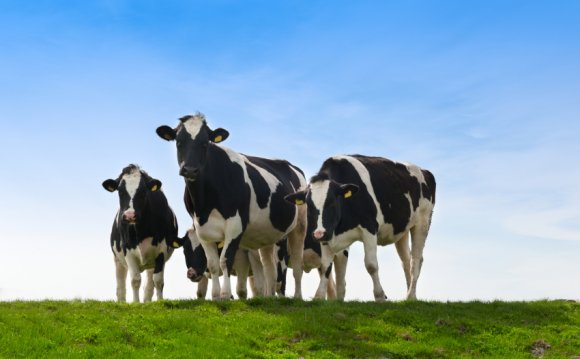 Average milk production per Cow per day