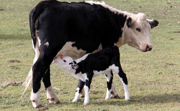 Dairy cows pregnant to produce milk